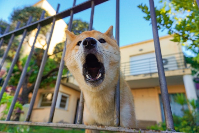 light%20brown%20dog%20sticking%20it%E2%80%99s%20head%20through%20the%20bars%20of%20a%20fence%20barking